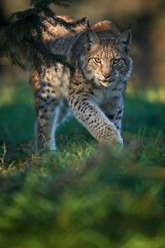 a bobcat is walking through the grass near a pine tree and looking at something