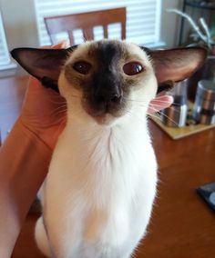 a siamese cat sitting on top of a wooden table next to a person's hand