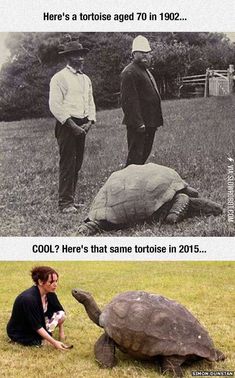 two men standing next to a turtle on top of a grass covered field with the caption, here's a tortoise aged 70 in 1932