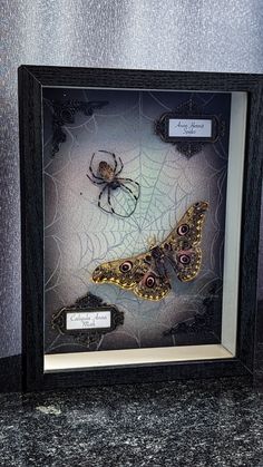 two moths are in a shadow box on a table next to a spider and another insect