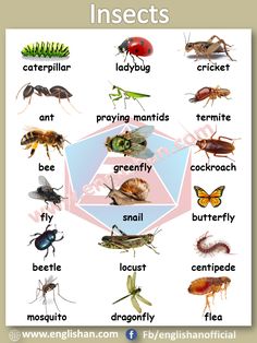 an insect poster with the words insects in english