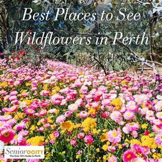 colorful flowers with the words best places to see wildflowers in perth on it