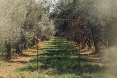 an olive grove with rows of trees in the background