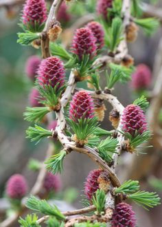 some very pretty pink flowers growing on a tree