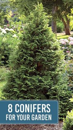 a blue sign that says 8 conifers for your garden