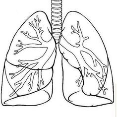 a drawing of the human lungs