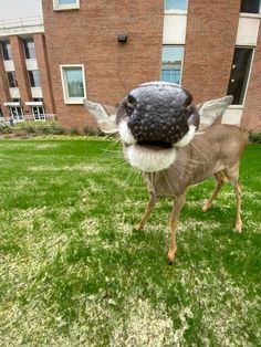 a deer with an antelope's head sticking out from the grass in front of a building