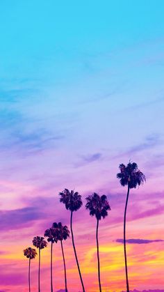 palm trees are silhouetted against a colorful sunset