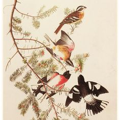 three birds are perched on the branches of a pine tree, and one is eating