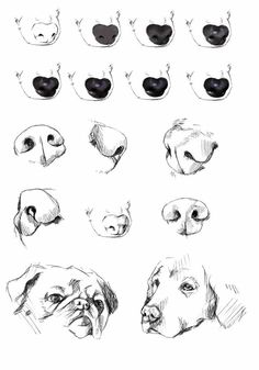 several different types of dogs'heads and noses