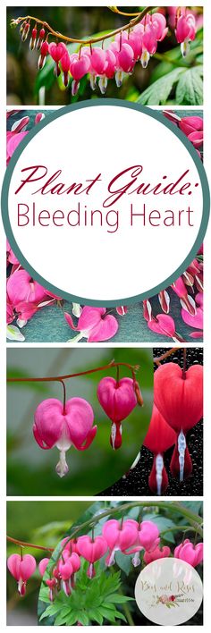 Plant Guide: Bleeding Heart - Bees and Roses| Bleeding Heart, How to Grow Bleeding Heart, Gardening, Flower Gardening, Flower Gardening TIps and Tricks, Popular Pin #BleedingHeart #Gardening Gardening Tips And Tricks, Pruning Plants, Fall Flowers Garden, Ornamental Garden, Veggie Gardens, Rose Gardening, Yard Diy, Indoor Flowering Plants, Plant Tips