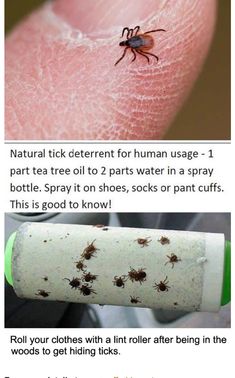 an insect is on the tip of a human's thumb and it looks like they are