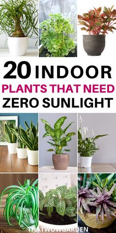 some plants that need zero sunlight in their pots