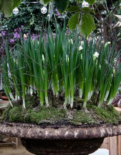 a potted planter filled with lots of green grass and white daffodils