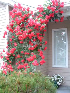 red flowers growing on the side of a house