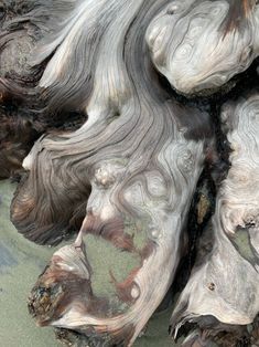 closeup of the bark of an old tree stump