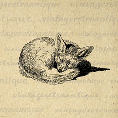 a drawing of a sleeping fox on top of a piece of paper