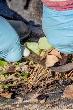 someone in blue gloves is digging into the ground with a shovel and some leaves on it