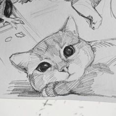 a pencil drawing of a cat laying down next to a bird on a table top