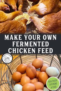 chickens and eggs in a basket with the words make your own fermented chicken feed