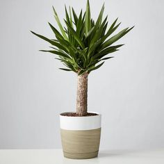 a potted plant sitting on top of a table