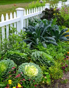 a white picket fence surrounded by flowers and plants