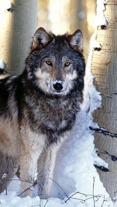 a wolf standing in the snow next to some trees