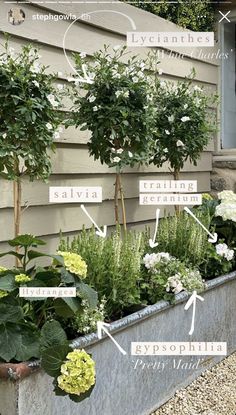 an assortment of plants in a metal planter on the side of a house, labeled with names