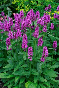 purple flowers blooming in the garden with green leaves