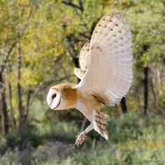 an owl flying in the air with trees in the background