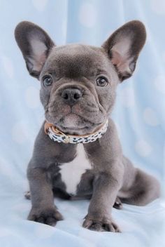 a close up of a small dog on a blue background