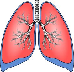 the lungs are shown in this diagram, and there is no image on it to describe