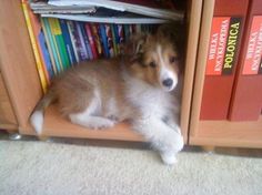 a puppy is laying on the floor in front of bookshelves