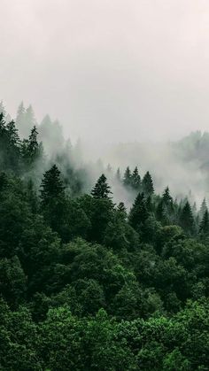 the forest is covered in fog and low lying clouds