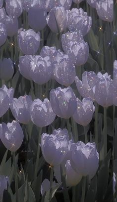 many white tulips with bubbles floating in the air