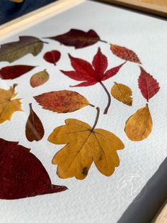 the leaves are arranged in different colors and sizes