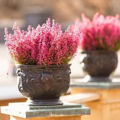 two vases filled with pink flowers sitting on top of a wooden fence