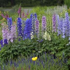 purple and white flowers in a garden with yellow leaves on the top right corner, surrounded by tall green grass