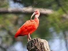 a red bird standing on top of a tree stump