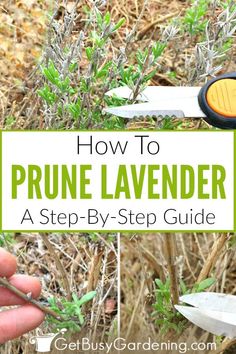 how to prune lavender in the garden