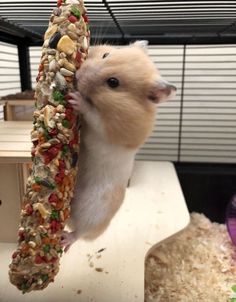 a hamster is holding on to a bird feeder with food all over it's body