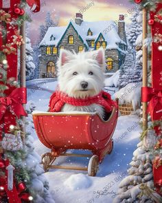 a white dog is sitting in a sleigh