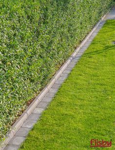 a row of hedges next to a sidewalk with grass growing along the sides and in between