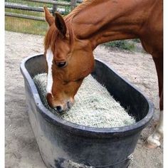 a brown horse eating hay from a trough