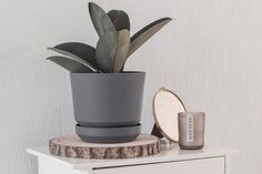 a potted plant sitting on top of a table next to a mirror and coaster