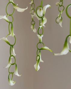 some white flowers hanging from the ceiling with green stems and rings around them in front of a gray wall