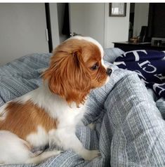 a brown and white dog sitting on top of a bed next to a blue blanket