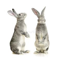 two rabbits standing up and facing each other in front of a white background royalty images