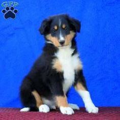 a small black and white dog sitting on top of a red carpet next to a blue wall