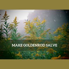 How to Make Medicinal Salve with Goldenrod Golden Rod Salve Benefits, Goldenrod Salve Recipe, Goldenrod Salve, Goldenrod Essential Oil, Medicinal Recipes, Homemade Salve, Herbal Diy, Salve Recipes, Muscle Rub